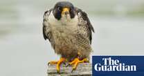 Decades after peregrines came back from the brink, a new threat emerges