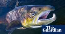 ‘Like doomsday’: why have salmon deserted Norway’s rivers – and will they ever return?