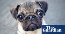 Did you solve it? Do you have a snout for numbers?