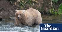 ‘Formidable’ female bear wins Alaska’s Fat Bear Contest for second year in row