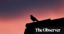 Blackbird Singing at Dusk by Wendy Pratt review – the great smells of the north and nature