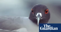 Birdwatch: Going to the Galápagos for the gulls