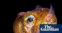 Australian Geographic nature photographer of the year 2025 – in pictures