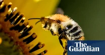 Wild bees visit different flowers to balance diet, study shows