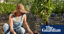 ‘Sweat, dirt and grape juice – it’s incredibly rewarding’: volunteer harvesting on a vineyard in France