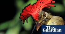 In the most untouched, pristine parts of the Amazon, birds are dying. Scientists may finally know why