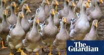 Ministers stay silent on pledge to ban foie gras as EU talks approach