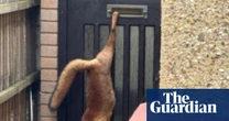 Week in wildlife: a clumsy fox, swinging orangutang and rescued jaguarundi cub