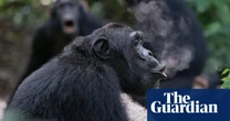Chimps’ rhythmic drumming could shed light on music’s evolutionary roots