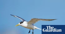 Seven suspected new bird flu cases are ‘evidence of spread’ into Australian wildlife, experts warn