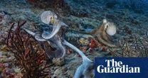 Sex at arms length? Male octopuses specialist arm used to seek mate, reveal scientists