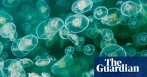 Swarm of jellyfish shuts nuclear power plant in France