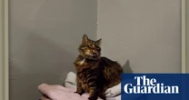 Meet Miss Sassy, the cat who sparked Trump’s pet-eating ravings: Taryn Simon’s thrilling election photographs