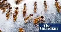 Fire ants found on Sunshine Coast as dangerous pest continues to spread