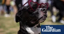 What do animals do during an eclipse? Observers in US zoos hope to find out