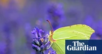 Top 10 most-sighted butterflies in 2025’s Big Butterfly Count – in pictures
