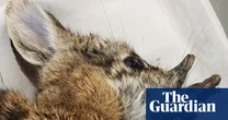 ‘Demon’ rabbits growing hornlike warts in Colorado are no danger, scientists say