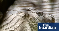 Crocodile made famous by Steve Irwin ‘wrongfully arrested’ and should be returned to wild, traditional owners say