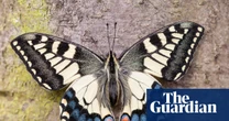 British swallowtail split from European cousins much earlier than thought, study finds