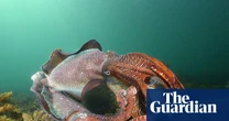 Fears for South Australia’s annual cuttlefish gathering amid deadly algal bloom