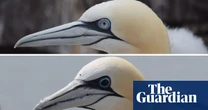 Biology Irises of gannets that survive avian flu turn from black to blue, study finds