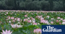 Joy and relief as lotus flowers bloom again in Kashmiri lake after three decades