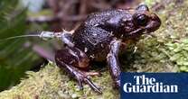 ‘You just hope for the best’: rarely seen froglets – the length of a grain of rice – released into small patch of Victorian wilds