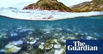 ‘Most of it was dead’: scientists discovers one of Great Barrier Reef’s worst coral bleaching events