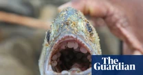 Buoyant, the size of a lentil and almost impossible to recover: how nurdles are polluting the oceans