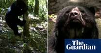 'Paddington' bears spotted in Bolivian forest raise hopes for species' survival – video