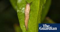 Britons asked to send slugs by post for research into pest-resistant wheat