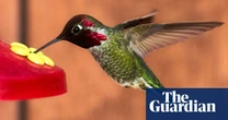 California hummingbird beaks transformed by feeders: ‘more tapered and longer’
