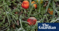 Crunch time: a tale of two apple trees – in pictures