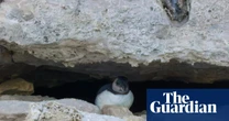 ‘A great thrill’: baby puffin is first one seen on Dorset coast in three decades