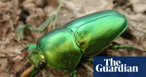 Lord Howe Island got rid of its rats and mice – now cockroaches and bugs are bouncing back