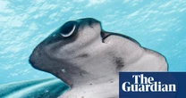 The Galápagos is a wildlife haven. But is that enough to protect the rare scalloped hammerhead shark?