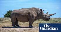 Elephants and rhinos at increased risk of poaching due to Trump funding cuts, groups say