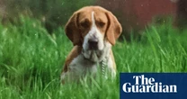 The pet I’ll never forget: Holly, the beagle who chewed her way through my home and into my heart
