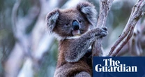 NSW locks in great koala national park and brings in immediate ban on logging
