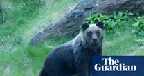 Bear attack survival tips released in Japan as encounters surge