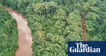 Pattern found in world’s rainforests where 2% of species make up 50% of trees