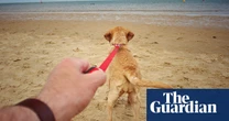 Dogs pulling on leads cause large number of hand and wrist injuries in UK, study shows