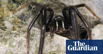 New species of jumping spider found on university campus in Cornwall