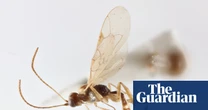 Tiny parasitic wasp named after David Attenborough for his 100th birthday