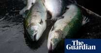 Scottish government must do more to control salmon farming, inquiry finds