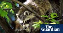 Mayhem at New York airport after raccoon falls through ceiling: ‘The most LaGuardia thing’