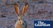 What links a US hare, a fat-free diet and the Peasants’ Revolt? The Saturday quiz