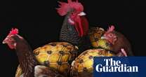 Backyard chickens: Floridians start raising hens to combat rising egg prices