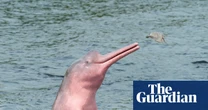 Amazon lakes hit ‘unbearable’ hot-tub temperatures amid mass die-offs of pink river dolphins – study