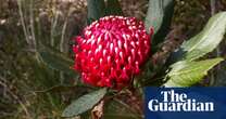 ‘A symbol of our nation’: waratah among 20 more species added to Australia’s threatened wildlife list